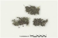 藏品(地錢屬)的圖片